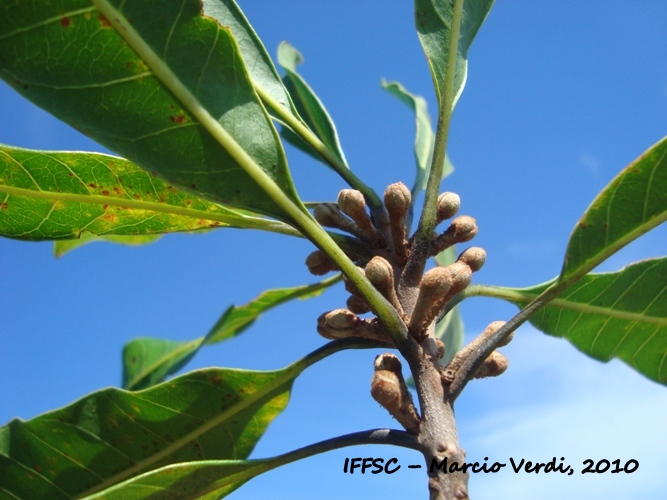 پوتریا ونوسا